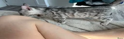Bengal cats for sale: Bengal boy - Advert 2