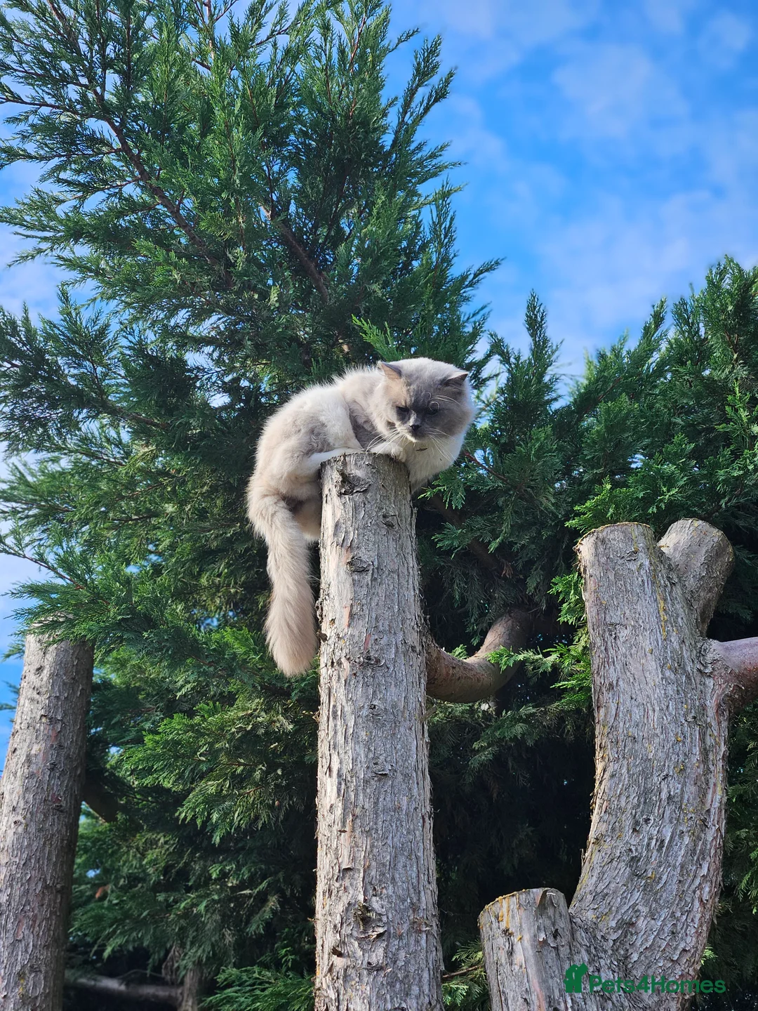 Ragdoll cats for stud: HANDSOME BOY-BLUE MITTED GCCF /TICA  AVALIABLE  - Advert 11