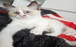 Ragdoll cats for sale:  RAGDOLLS KITTENS🐱😻 1 Boy bicolour available 😻 - Image 2