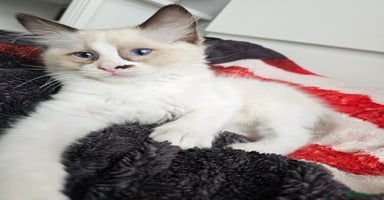 Ragdoll cats - Advert 7