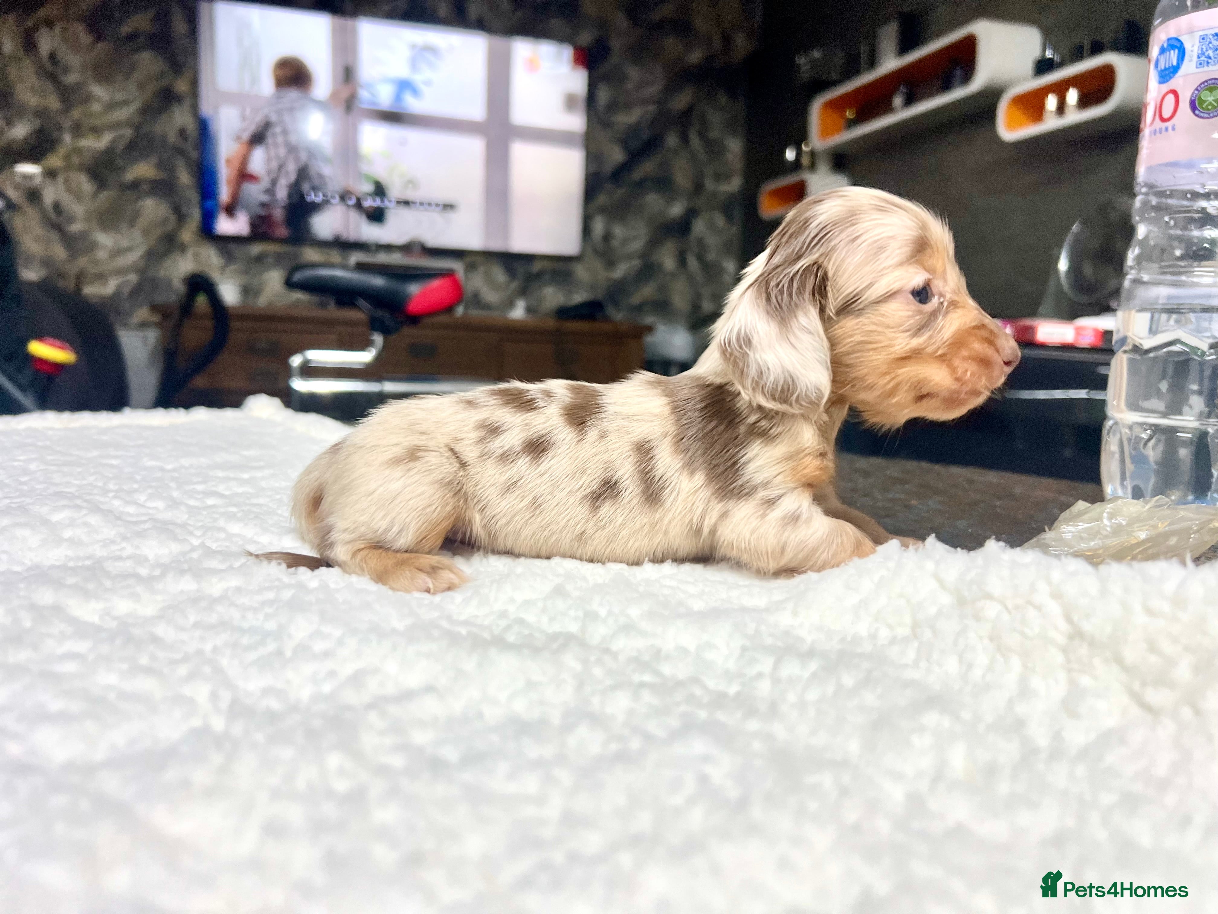 Miniature Dachshund dogs for sale: Tiny KC Long Haired Dachshunds  Chocolate & Dapple - Advert 2