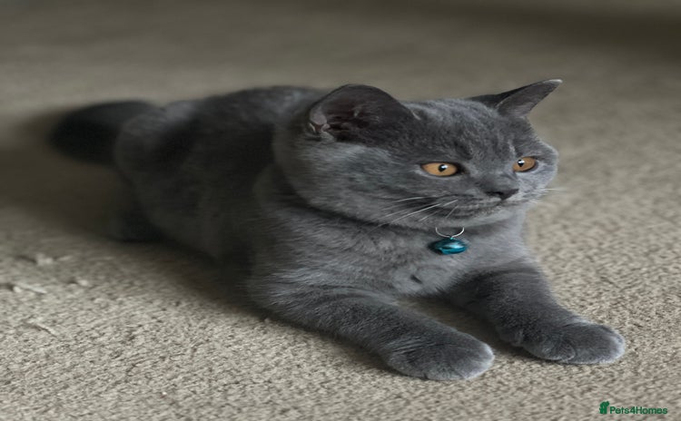 British Shorthair cats - Advert 13