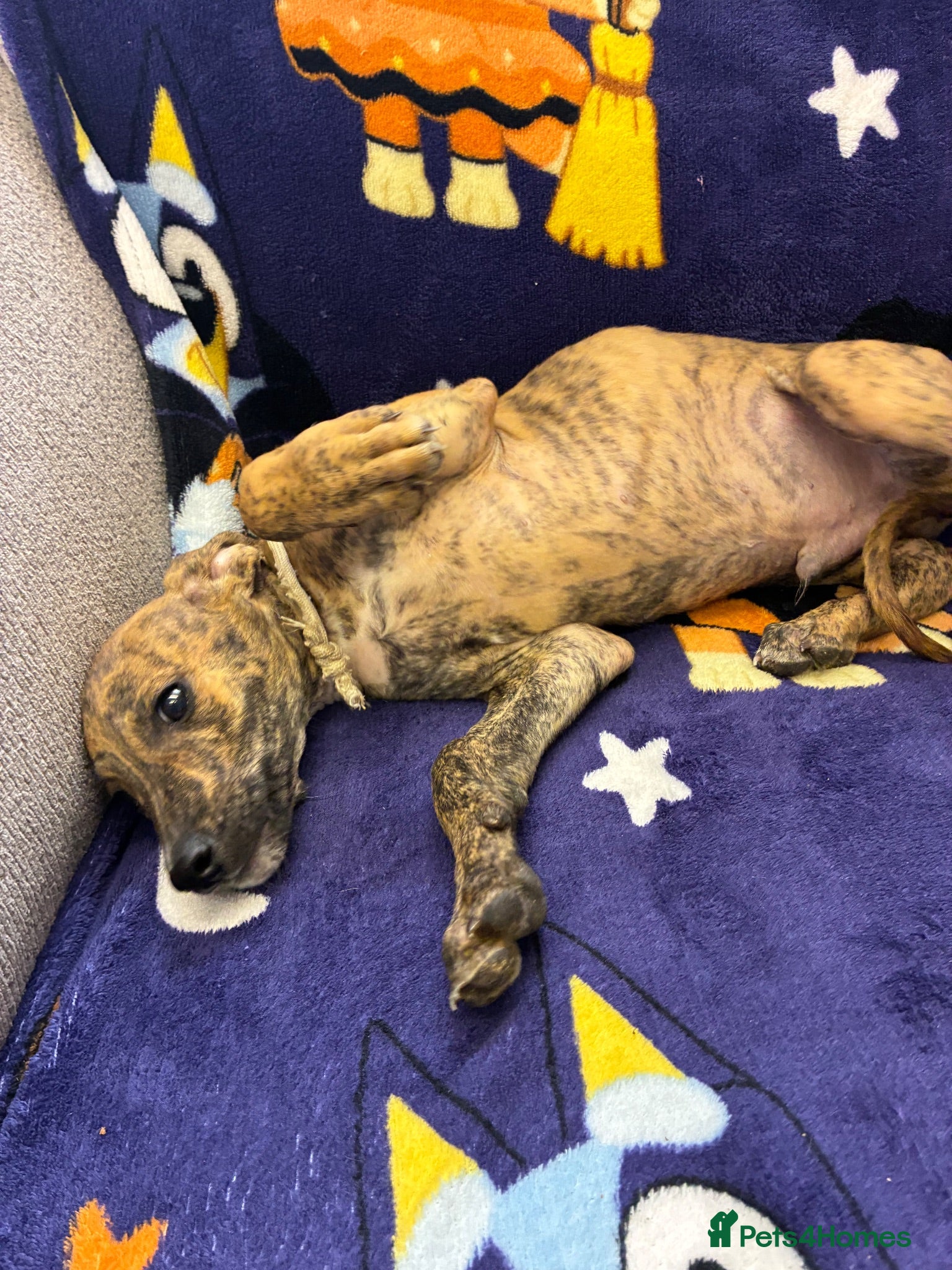 Mixed Breed dogs Lurcher cross puppies  - Advert 1