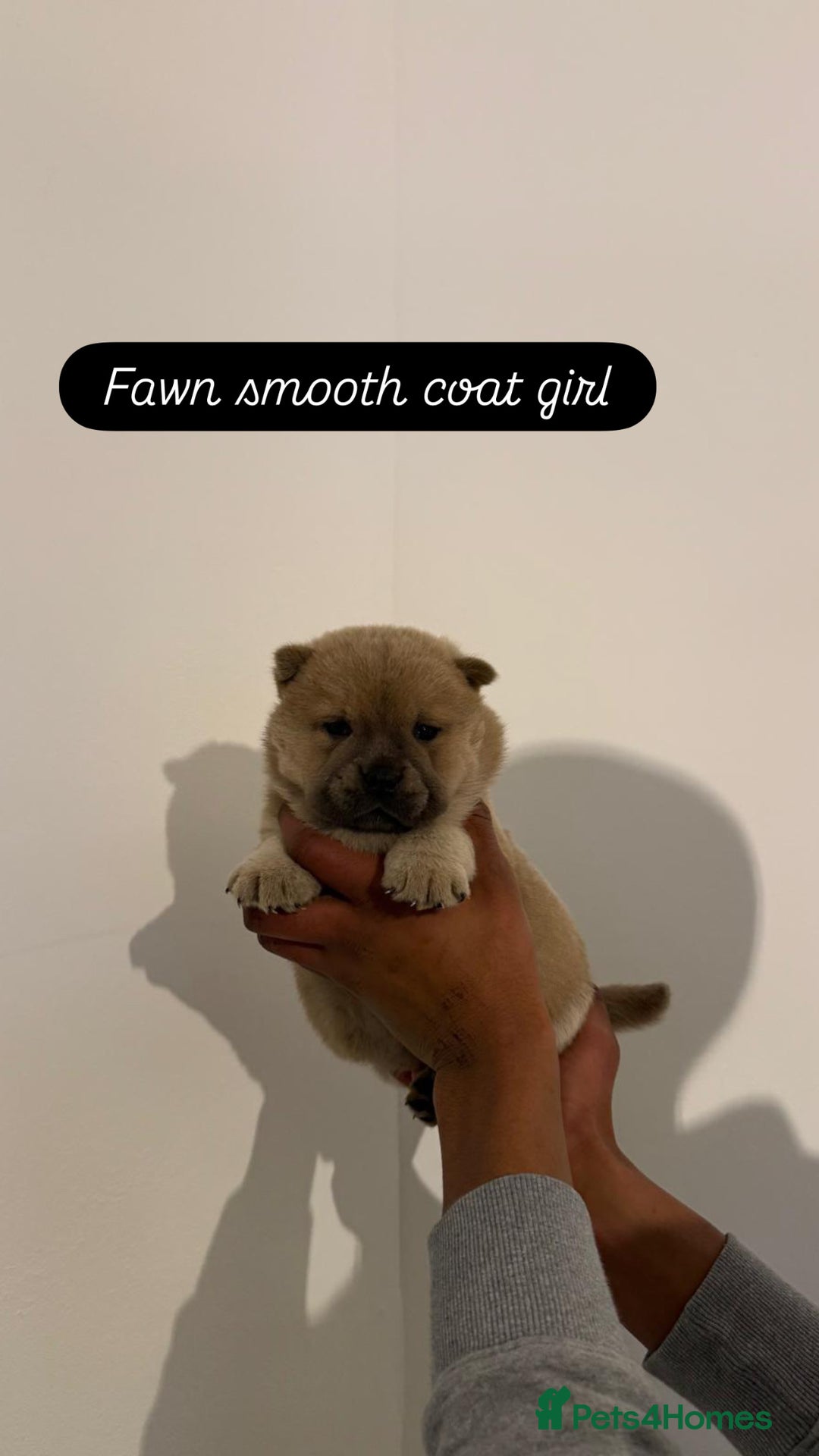 Chow Chow dogs for sale: 3 beautiful chow chows available. - Advert 8
