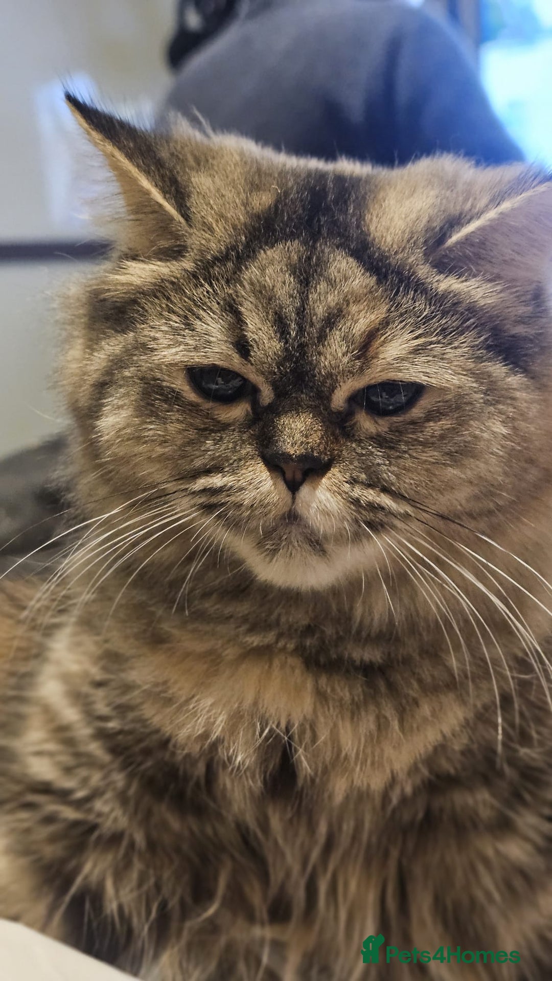 Persian cats for sale: Persian Dollface Kittens  - Image 7