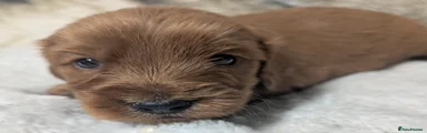 Cockapoo 2