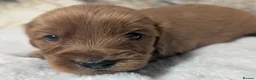 Cockapoo dogs for sale: Quality, DNA Health Clear F1 Cockapoo puppies - Advert 19