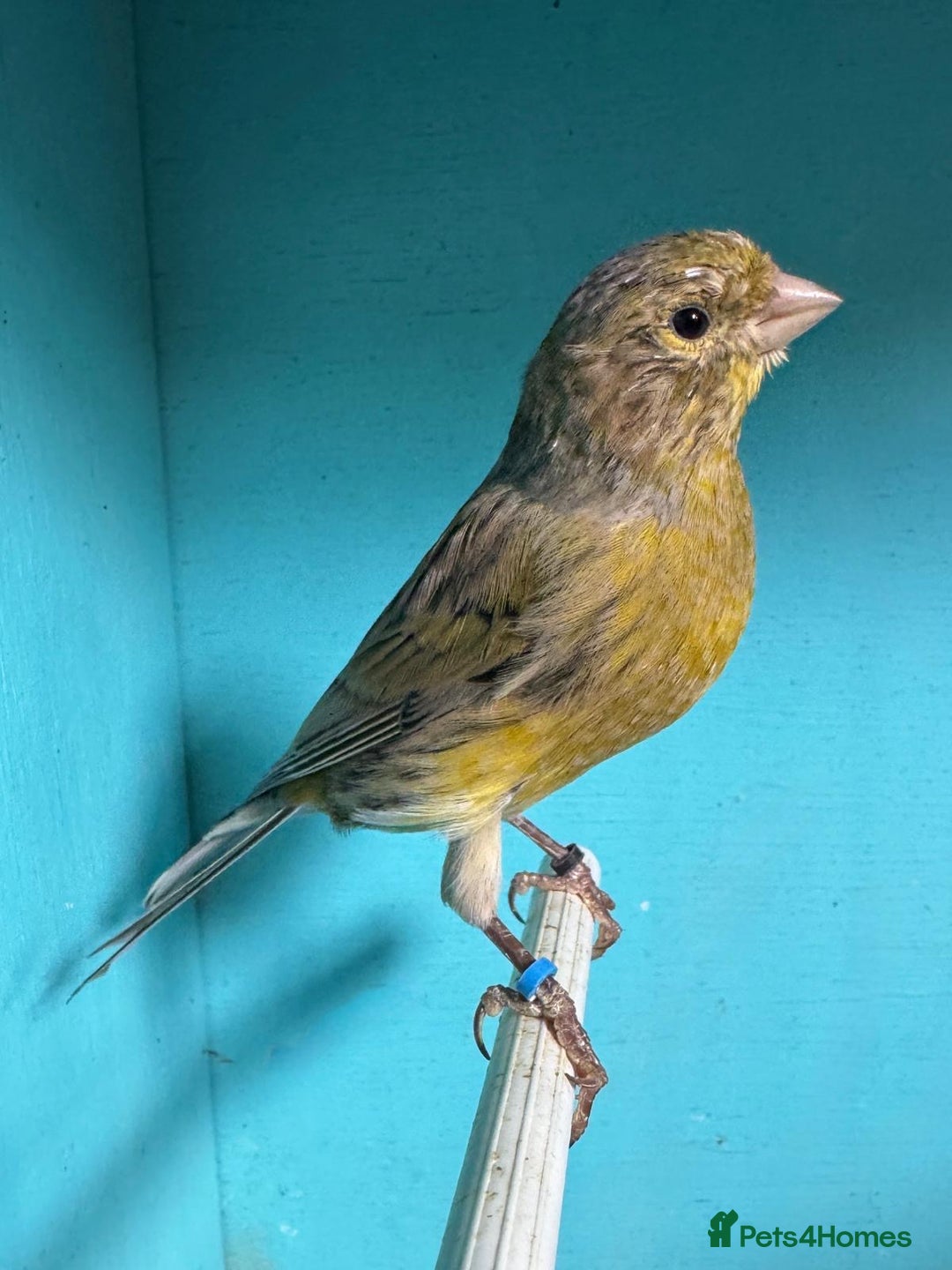 Canaries birds for sale: Young canaries  - Image 8