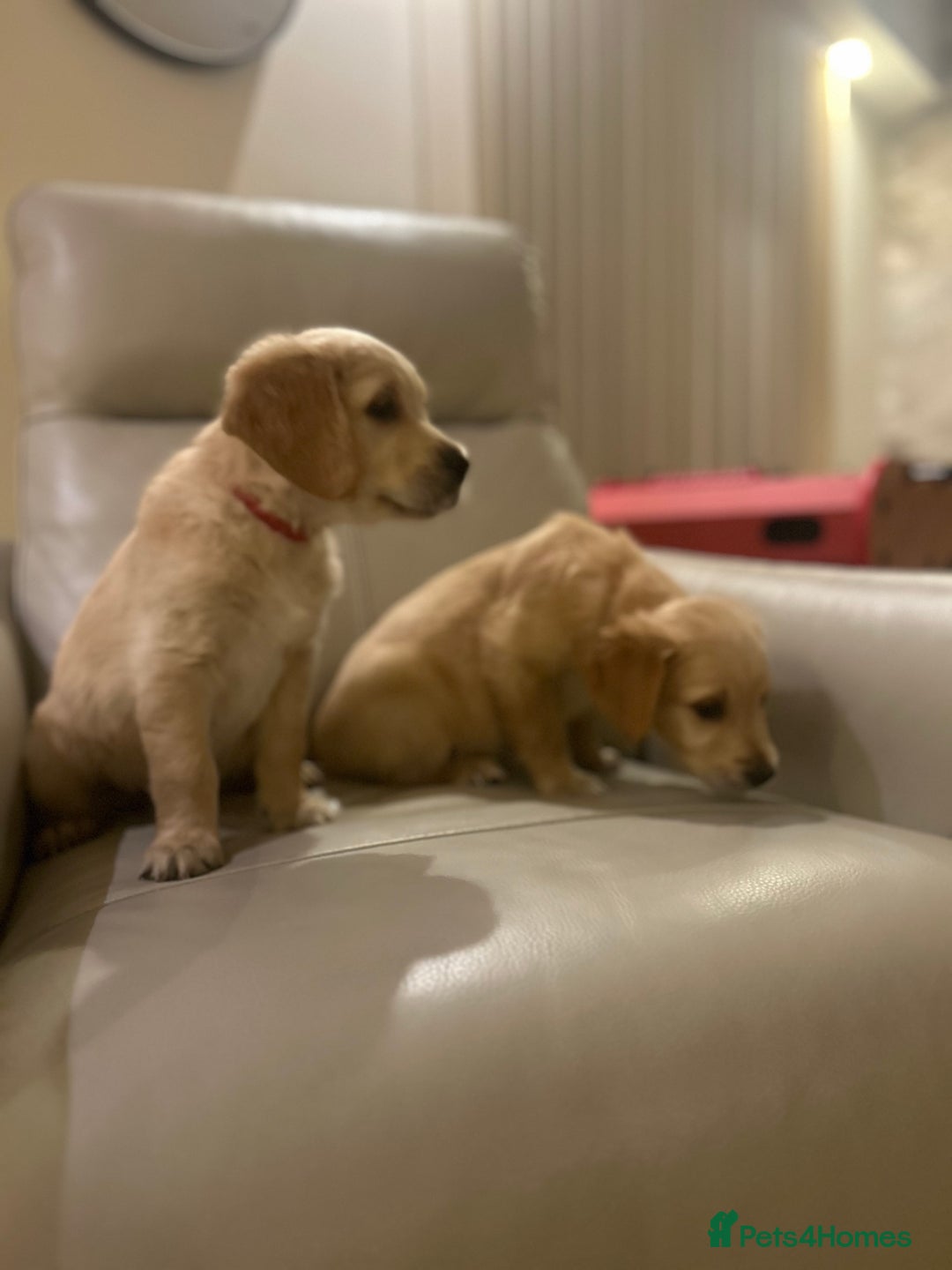 Golden Retriever dogs for sale: Gorgeous golden retriever puppies for sale - Image 19