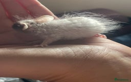 Mouse rodents for sale: Beautiful fancy mice looking for forever homes - Image 22