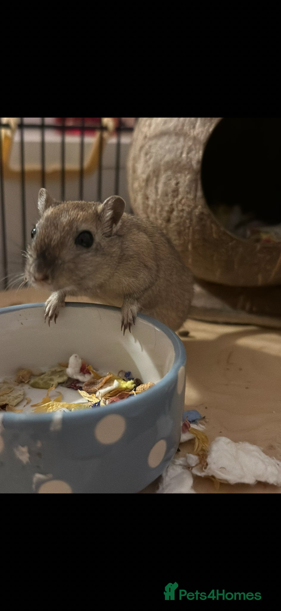 Gerbil rodents for sale: 2 male gerbils (brothers) - Advert 2