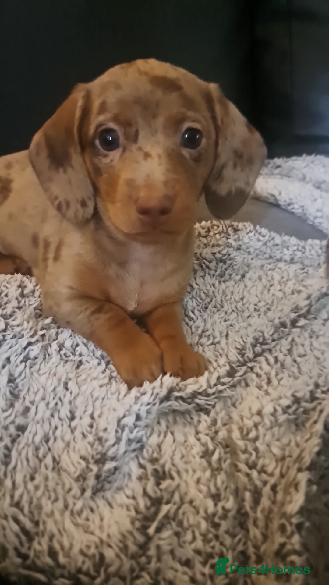 Miniature Dachshund dogs for sale: 3 STUNNINGLY ADORABLE MINIATURE DACHSHUND PUPPIES  - Image 8