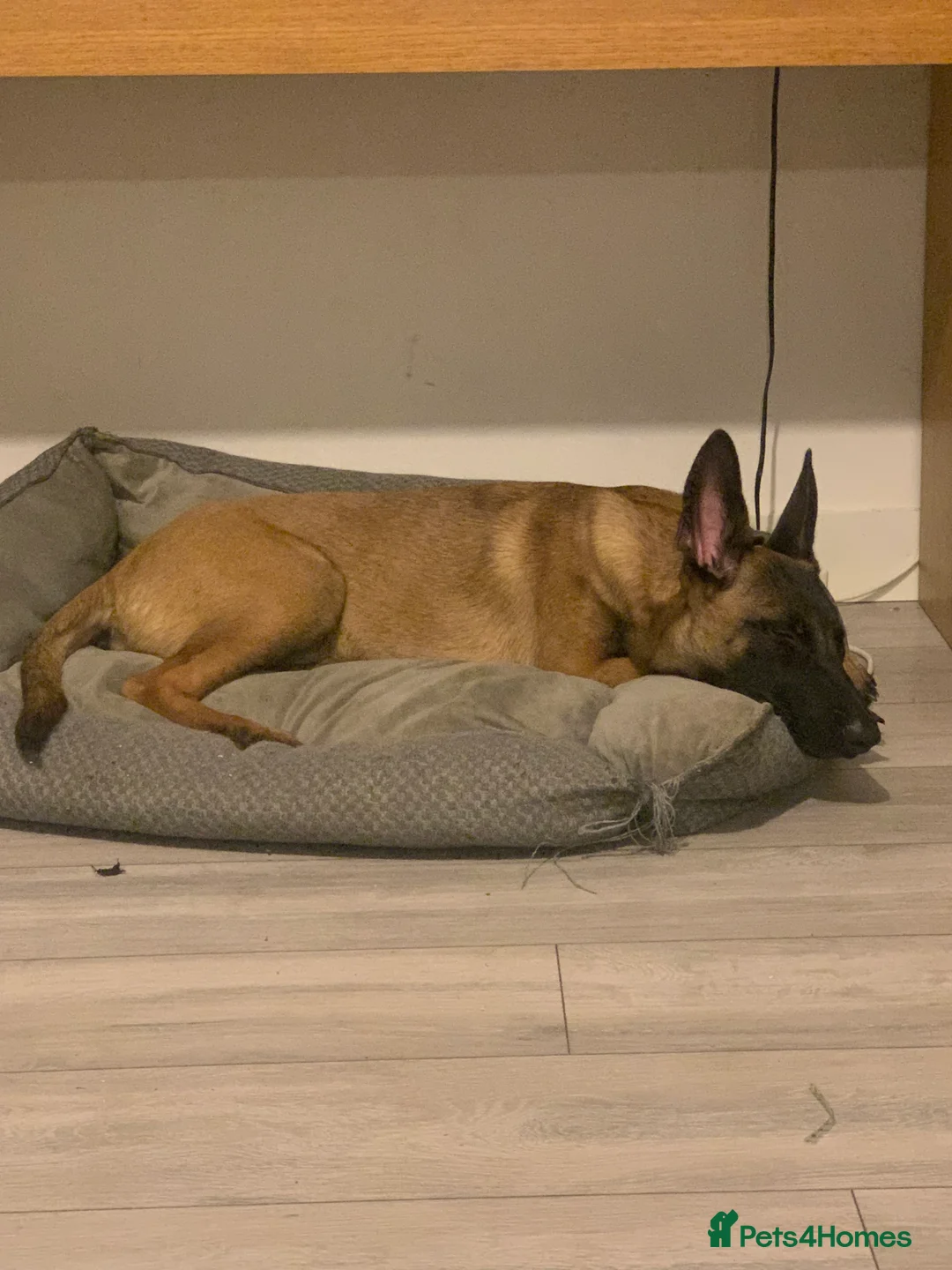Belgian Shepherd Dog dogs for sale: Belgian malanois  - Advert 5