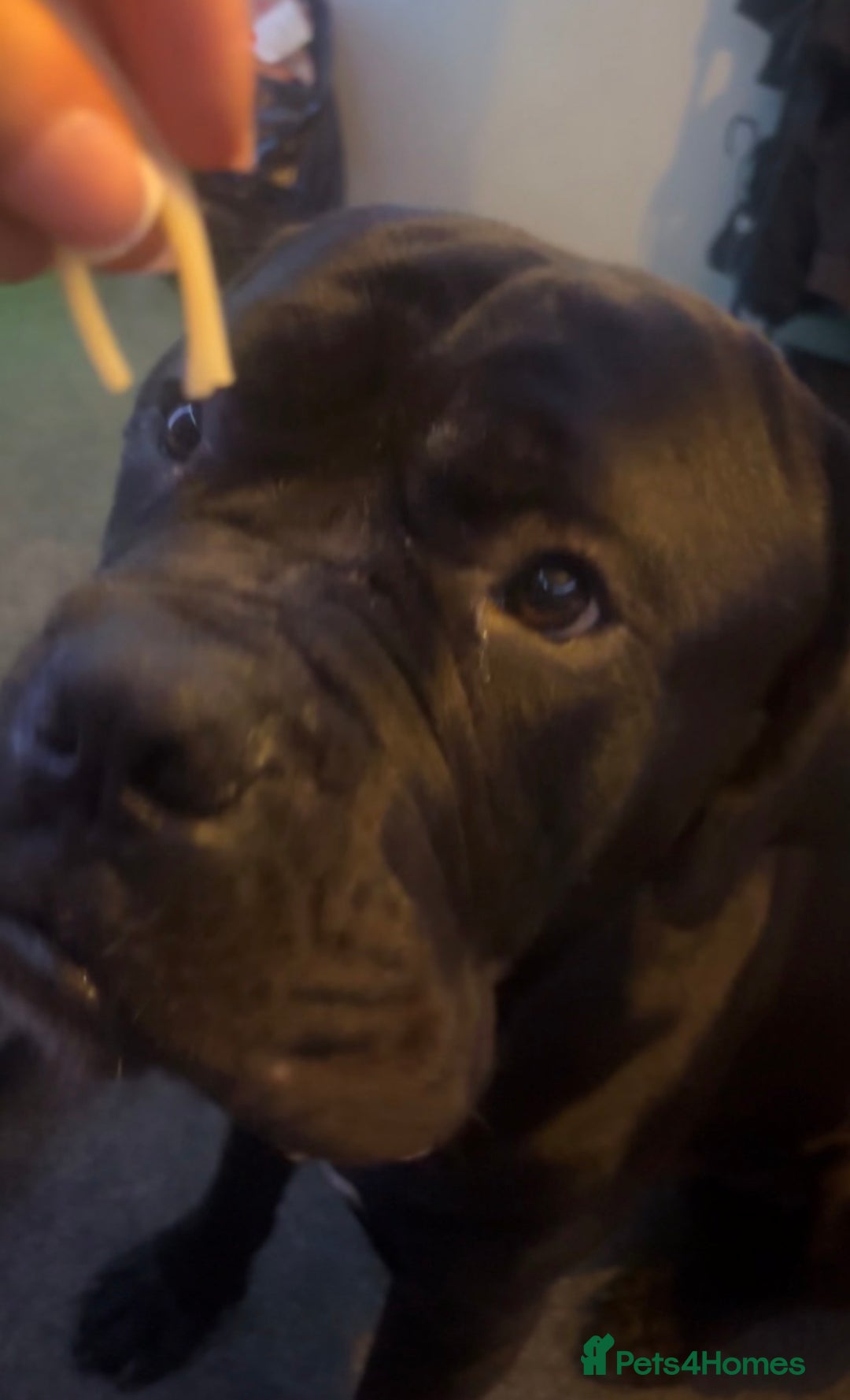 Mixed Breed dogs for sale: cane corso - Advert 5