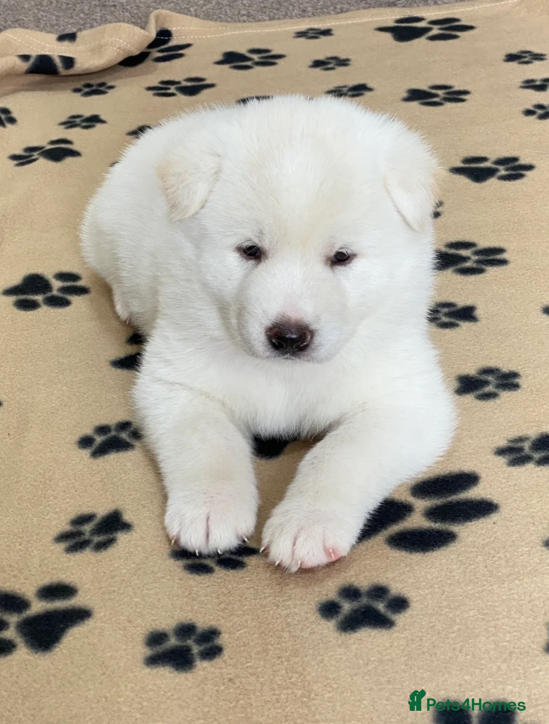 Japanese Akita Inu dogs for sale: Beautiful Japanese Akita Puppies 3 Stunning girls - Advert 8