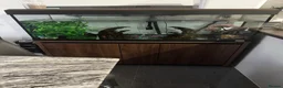 Axolotl reptiles for sale: Full Axolotl set up plus Fluval Tank - Advert 15