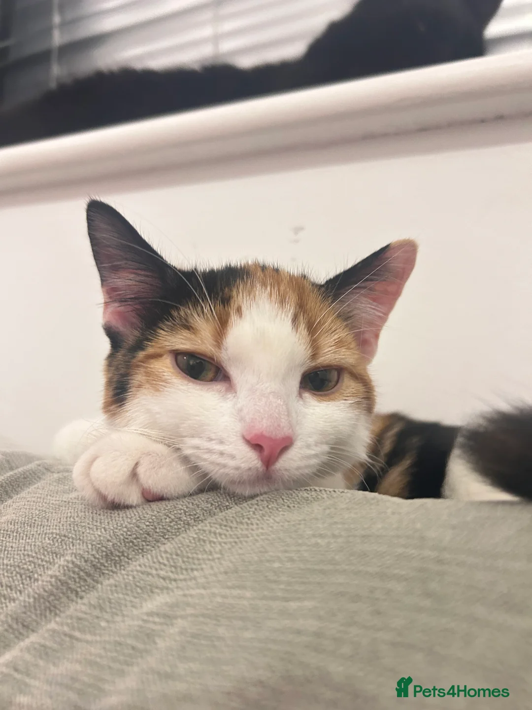 Mixed Breed cats for sale: Mochi Kimchi & Miso - Advert 9