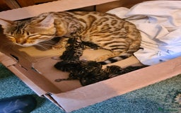 Bengal cats for sale: Bengal x - Image 3