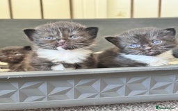 Maine Coon cats for sale: Main coon Russian  - Image 6