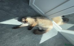 Ragdoll cats for sale: One male and one female left - Image 8