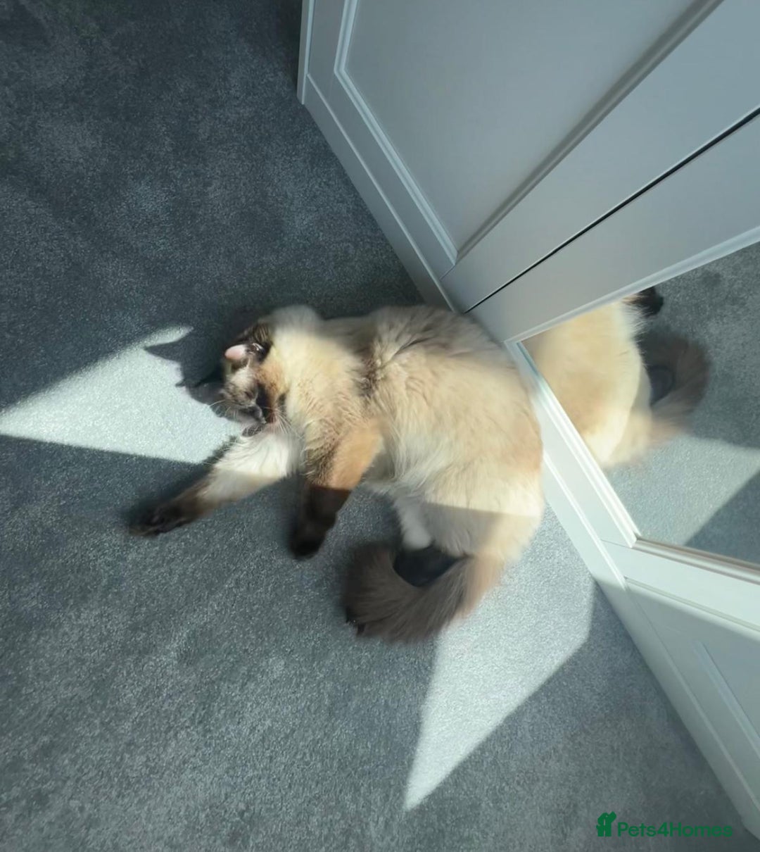 Ragdoll cats for sale: One male and one female left - Image 8