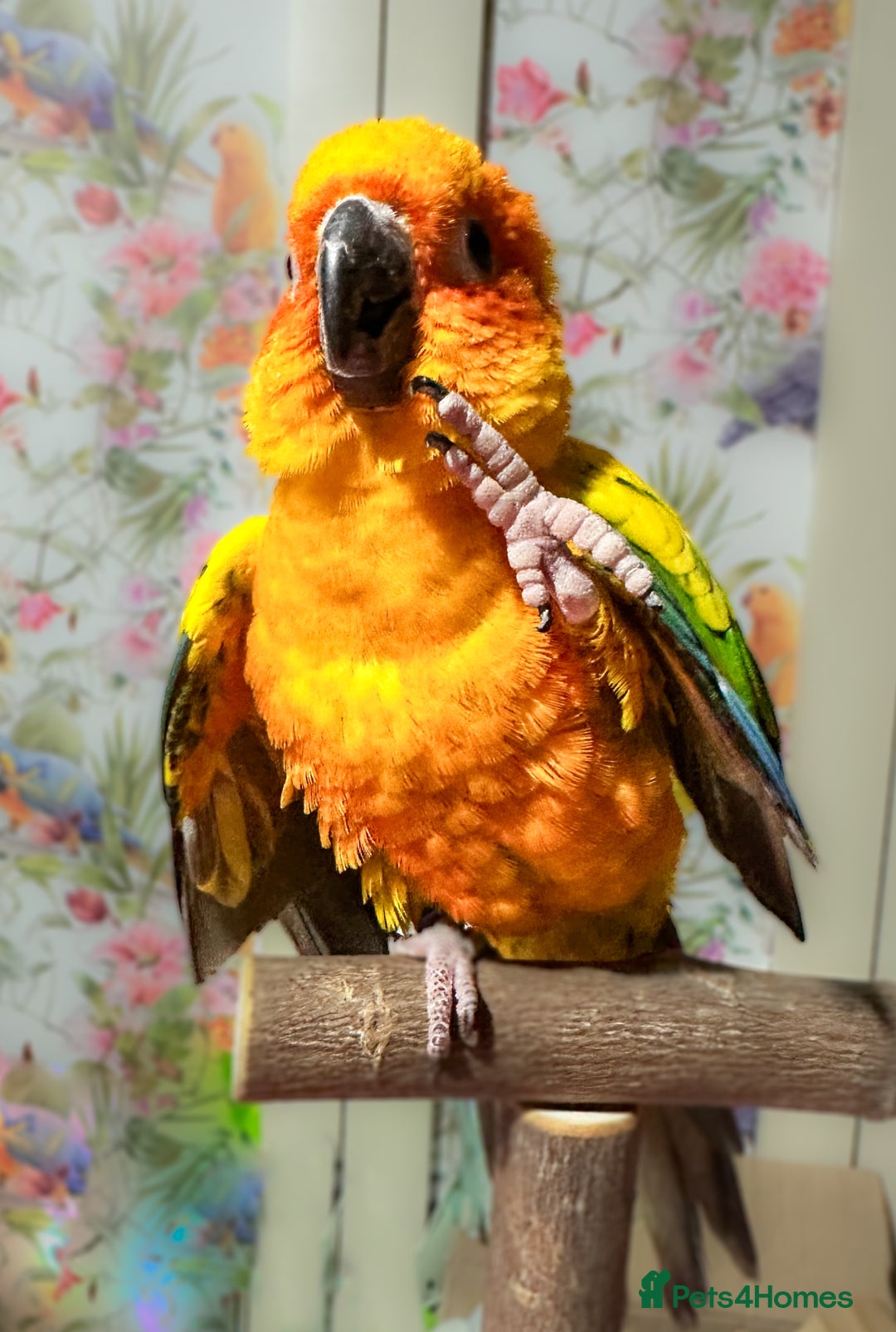 Conures birds for sale: Sun Conure pair  - Image 2