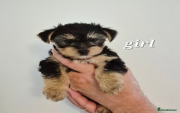 Yorkshire Terrier dogs for sale: Adorable Yorkie Puppies Ready for Loving Homes - Image 16