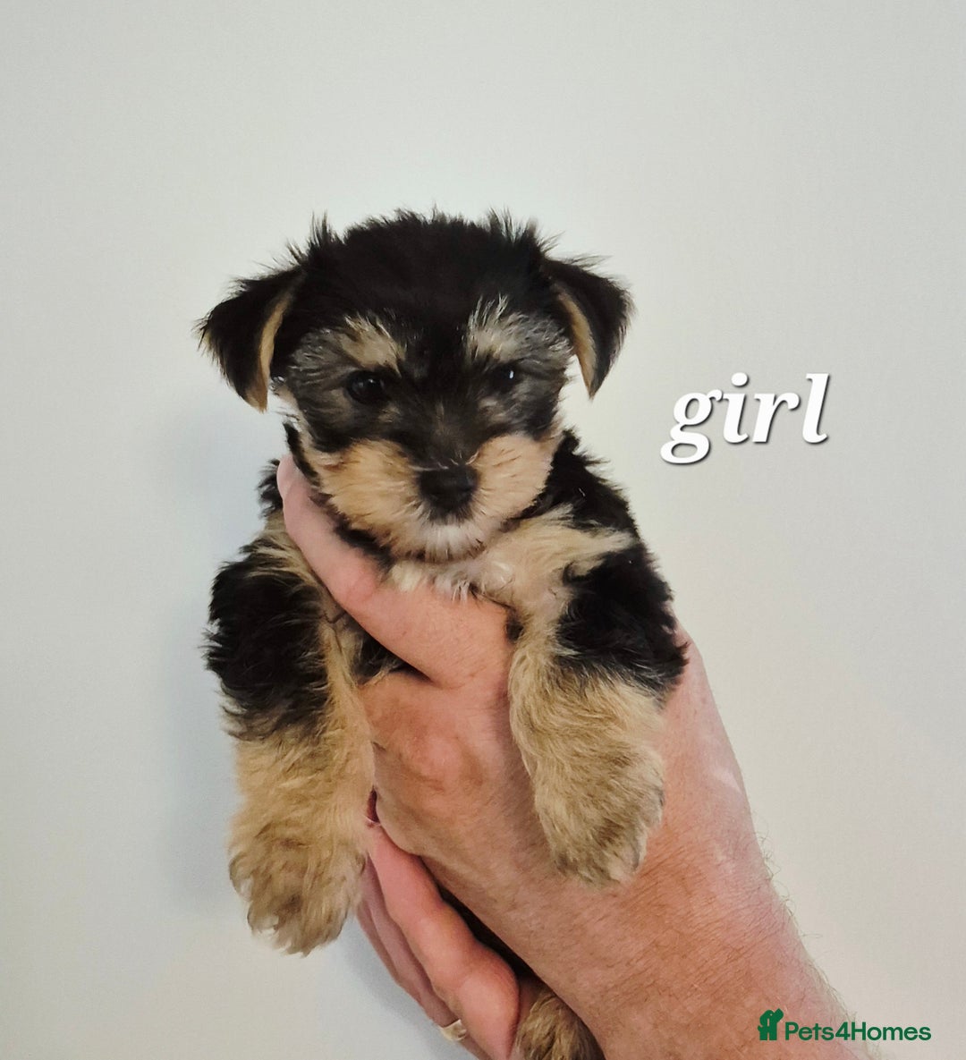 Yorkshire Terrier dogs for sale: Adorable Yorkie Puppies Ready for Loving Homes - Image 16