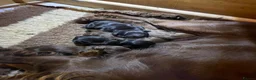 Cocker Spaniel dogs for sale: Gamekeeper bred working cockers - Advert 5