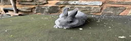 Rex rabbits for sale: Stunning baby blue mini Rex buck  - Advert 2
