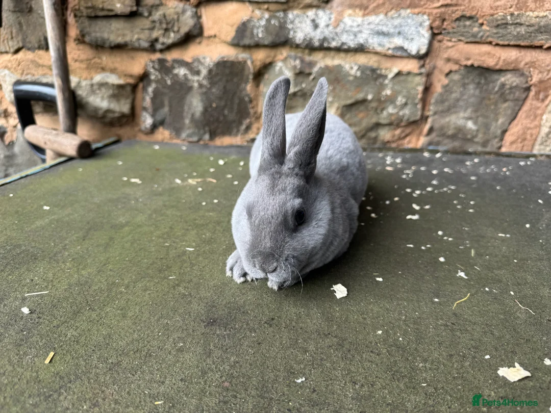 Rex rabbits for sale: Stunning baby blue mini Rex buck  - Advert 2