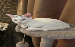 Mixed Breed cats for sale: 2 Beautiful Female Cats 6 months and 1 year old  - Image 3