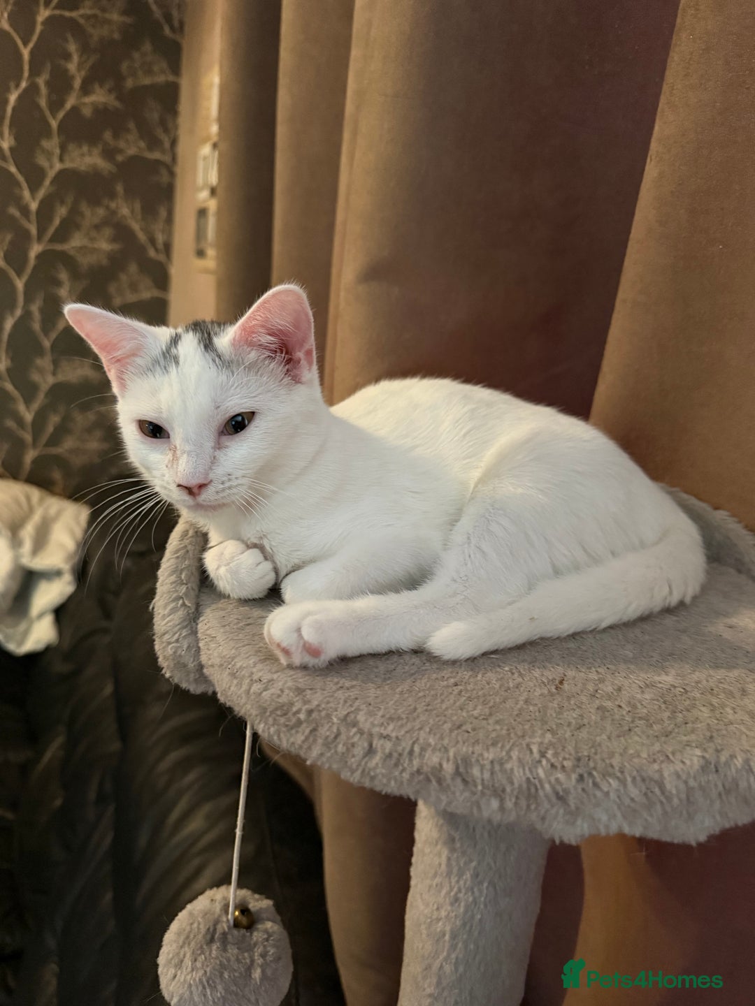 Mixed Breed cats for sale: 2 Beautiful Female Cats 6 months and 1 year old  - Image 3