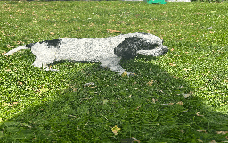 Cocker Spaniel dogs for sale: Cocker Spaniel Pups – From Lindridge Line  - Image 3