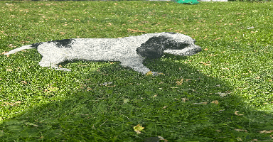 Cocker Spaniel dogs - Advert 2
