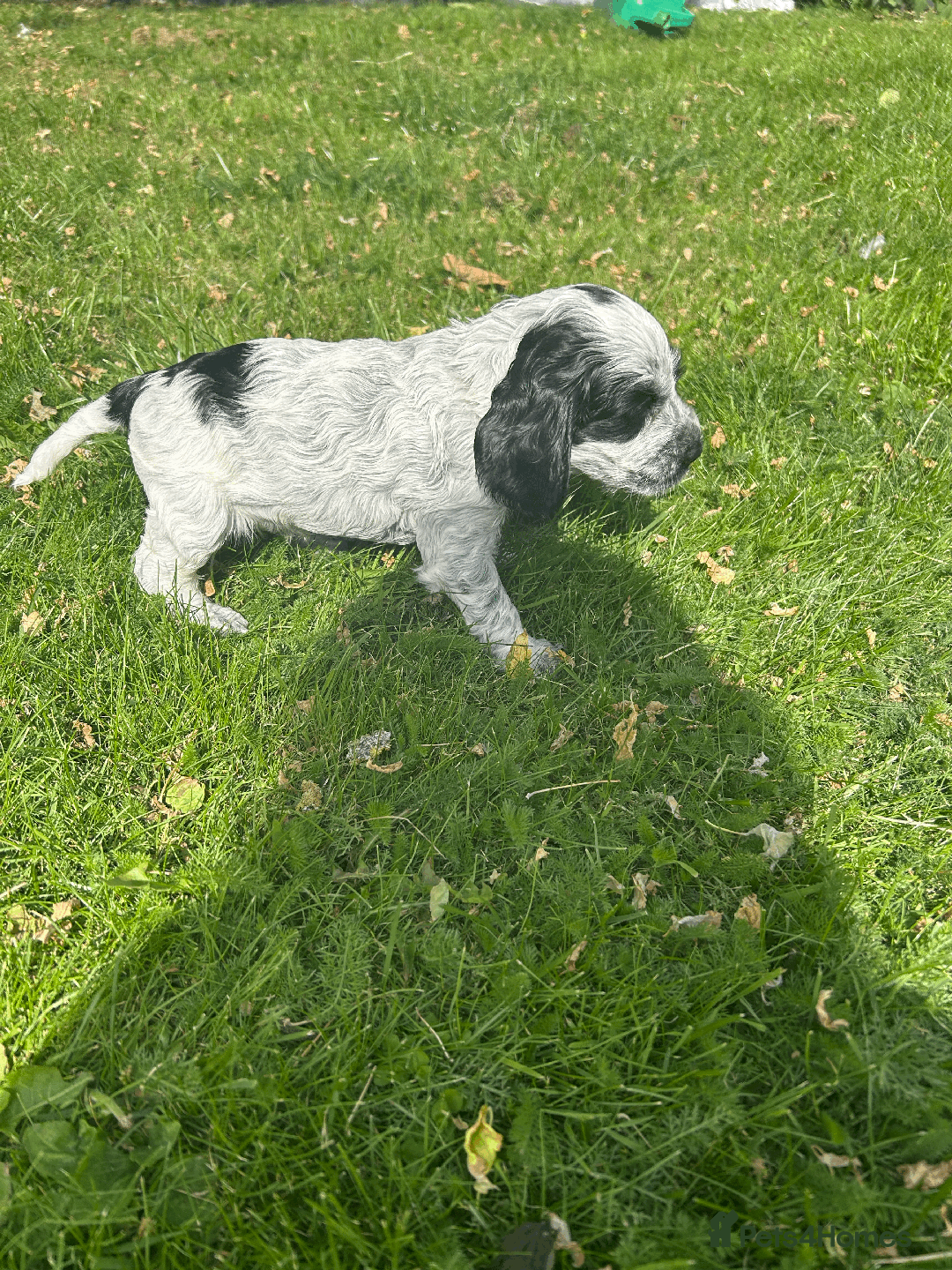 Cocker Spaniel dogs for sale: Cocker Spaniel Pups – From Lindridge Line  - Image 3