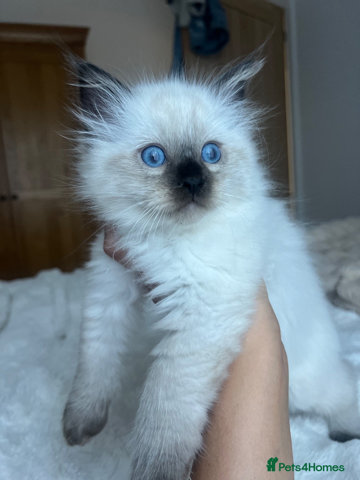 Ragdoll cats 2 beautiful male ragdoll kittens  - Advert 1