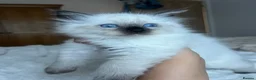 Ragdoll cats for sale: 2 beautiful male ragdoll kittens  - Advert 1