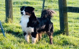 Miniature American Shepherd dogs for sale: Miniature American Shepherds  - Image 4
