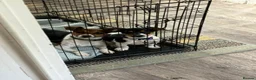 Jack Russell dogs for sale: Jack Russell boy  - Advert 3