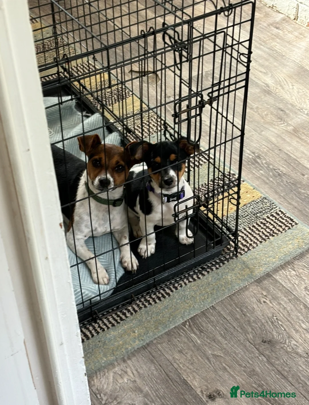 Jack Russell dogs for sale: Jack Russell boy  - Advert 3