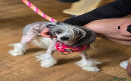 Chinese Crested dogs for sale: Adult HHL Chinese Crested Girl & PP Girl  - Image 3