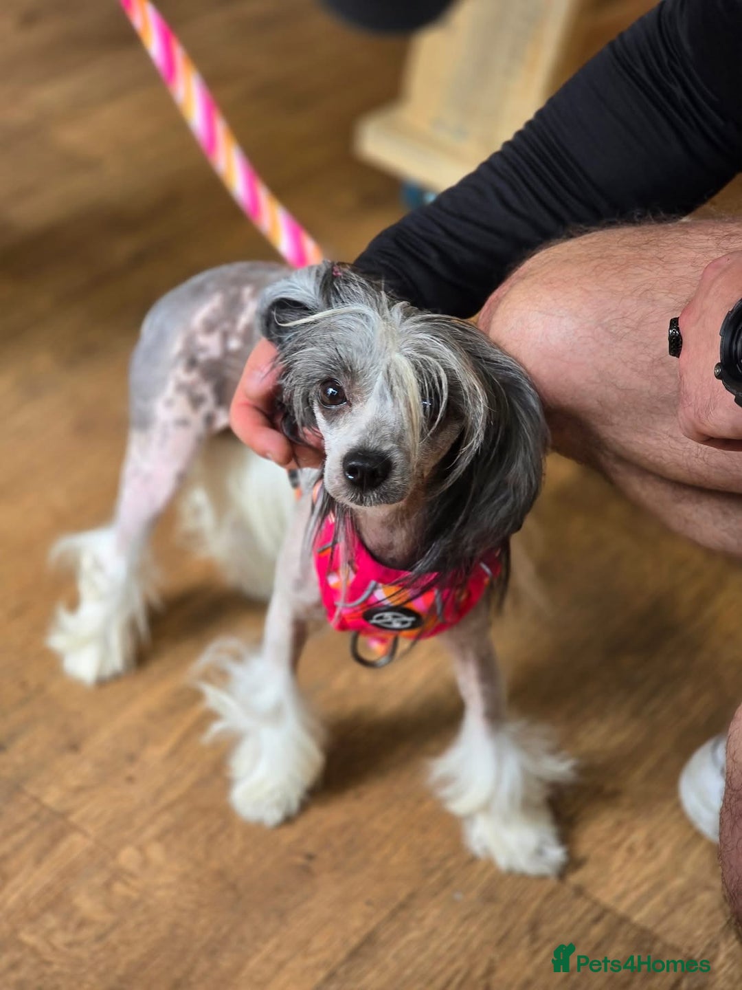 Chinese Crested dogs for sale: Adult HHL Chinese Crested Girl & PP Girl  - Image 3