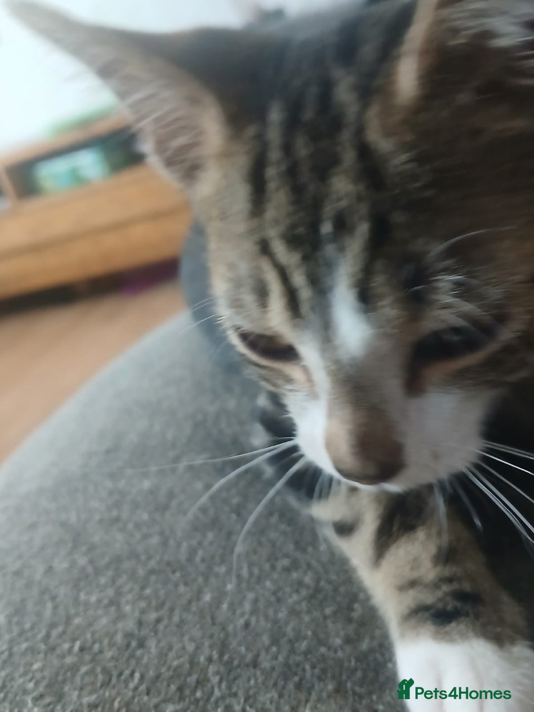 Domestic Shorthair cats for sale: 🐾 9 Beautiful Kittens - Image 9