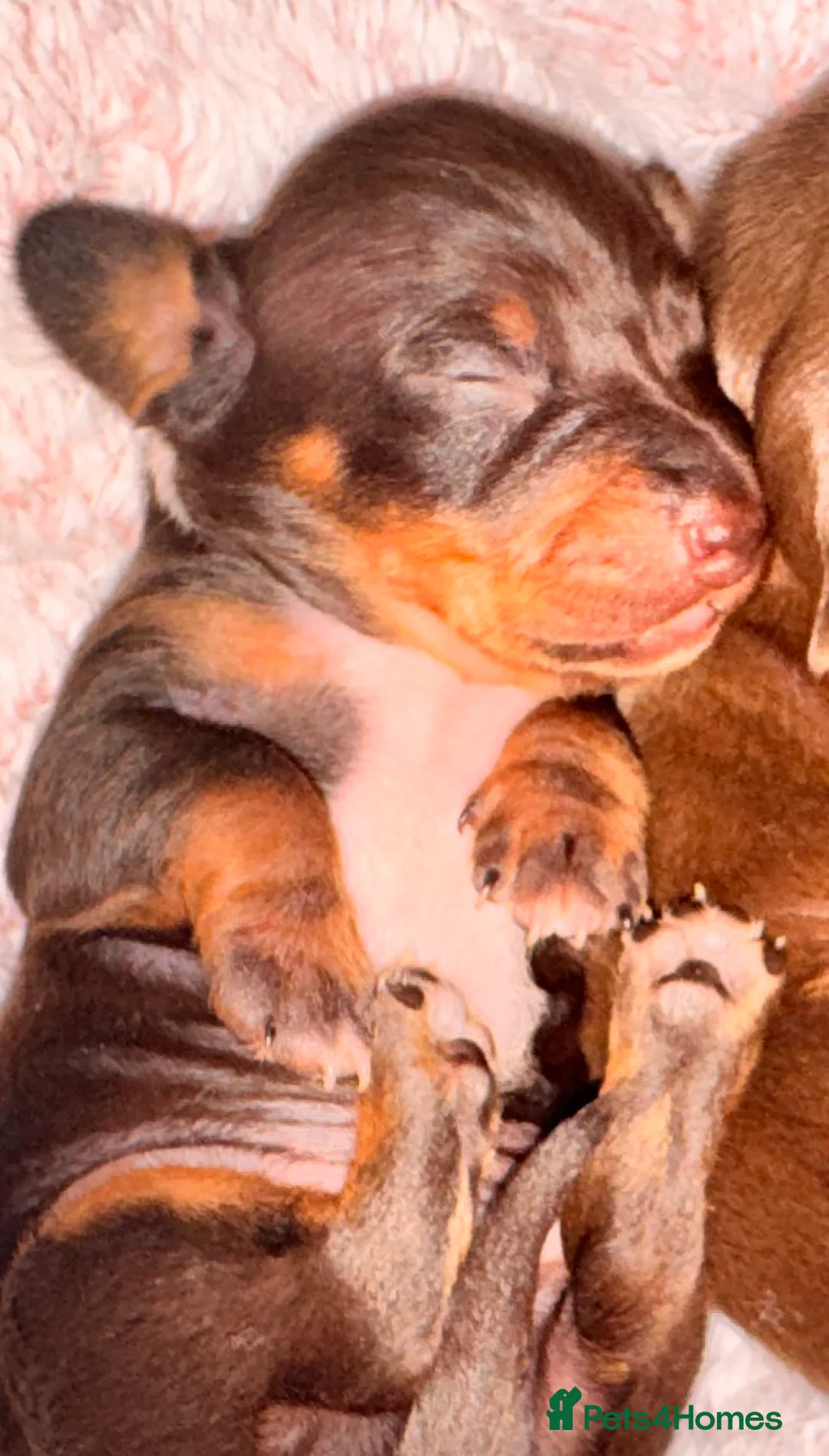 Miniature Dachshund dogs for sale: Because dachshund babies - Advert 19