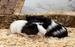 Guinea Pig rodents for sale: Multiple Baby Guinea Pigs for sale - Image 9