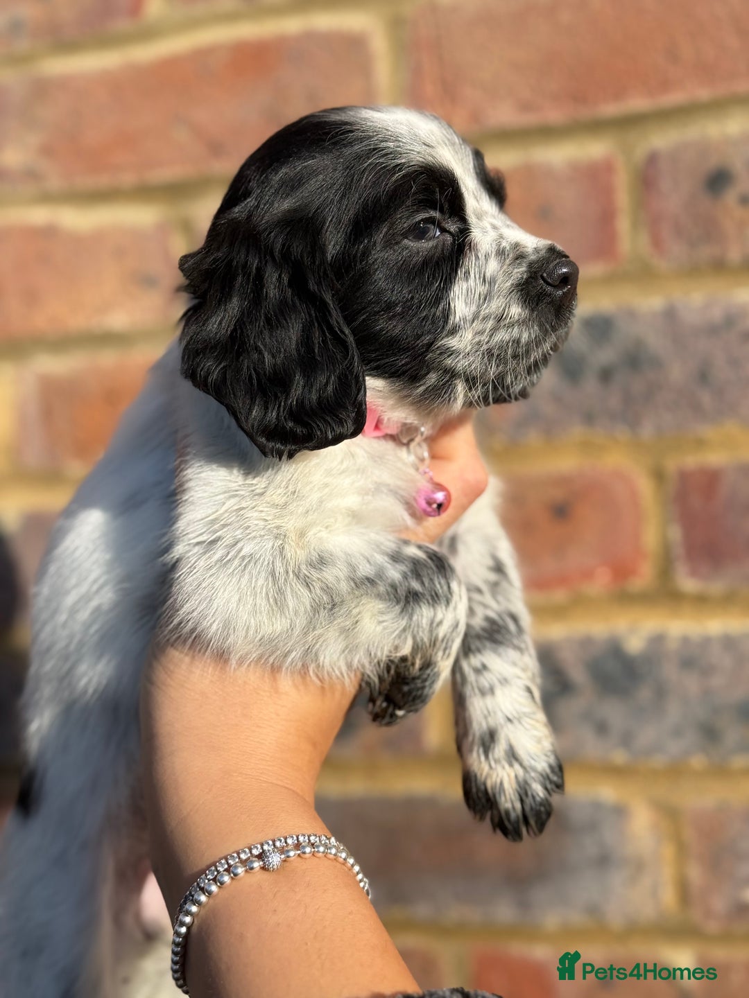 Sprocker dogs for sale: 6 Beautiful puppies  - Advert 4