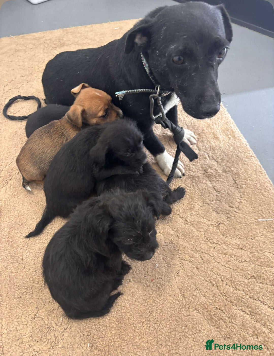 Jack Russell dogs for sale: Jackrussell puppies for sale - Image 9