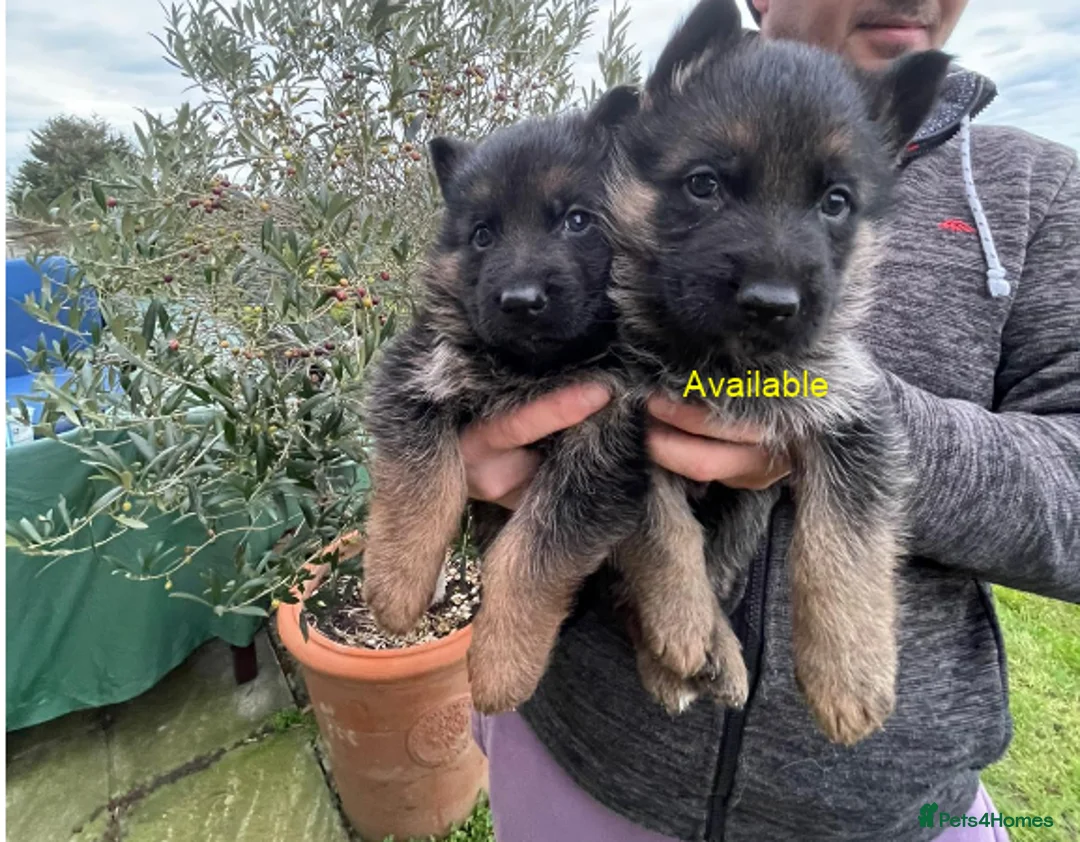German Shepherd dogs for sale: Last Male GSD Puppy – Enzo vom Ezenthal - Advert 4