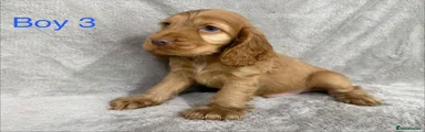 Cocker Spaniel 3